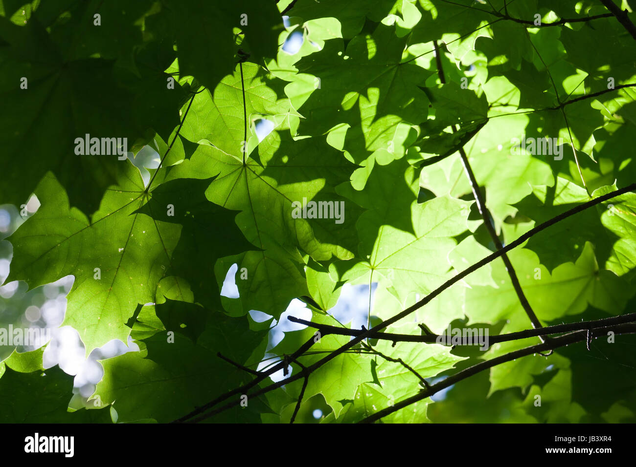 Lush green leaves background in bright sunlight Stock Photo - Alamy