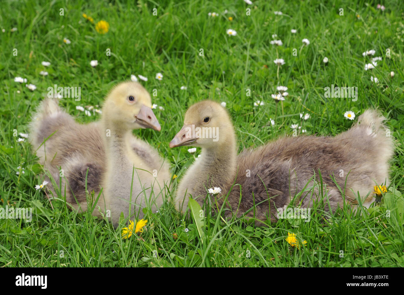 pomeranian goose chick Stock Photo