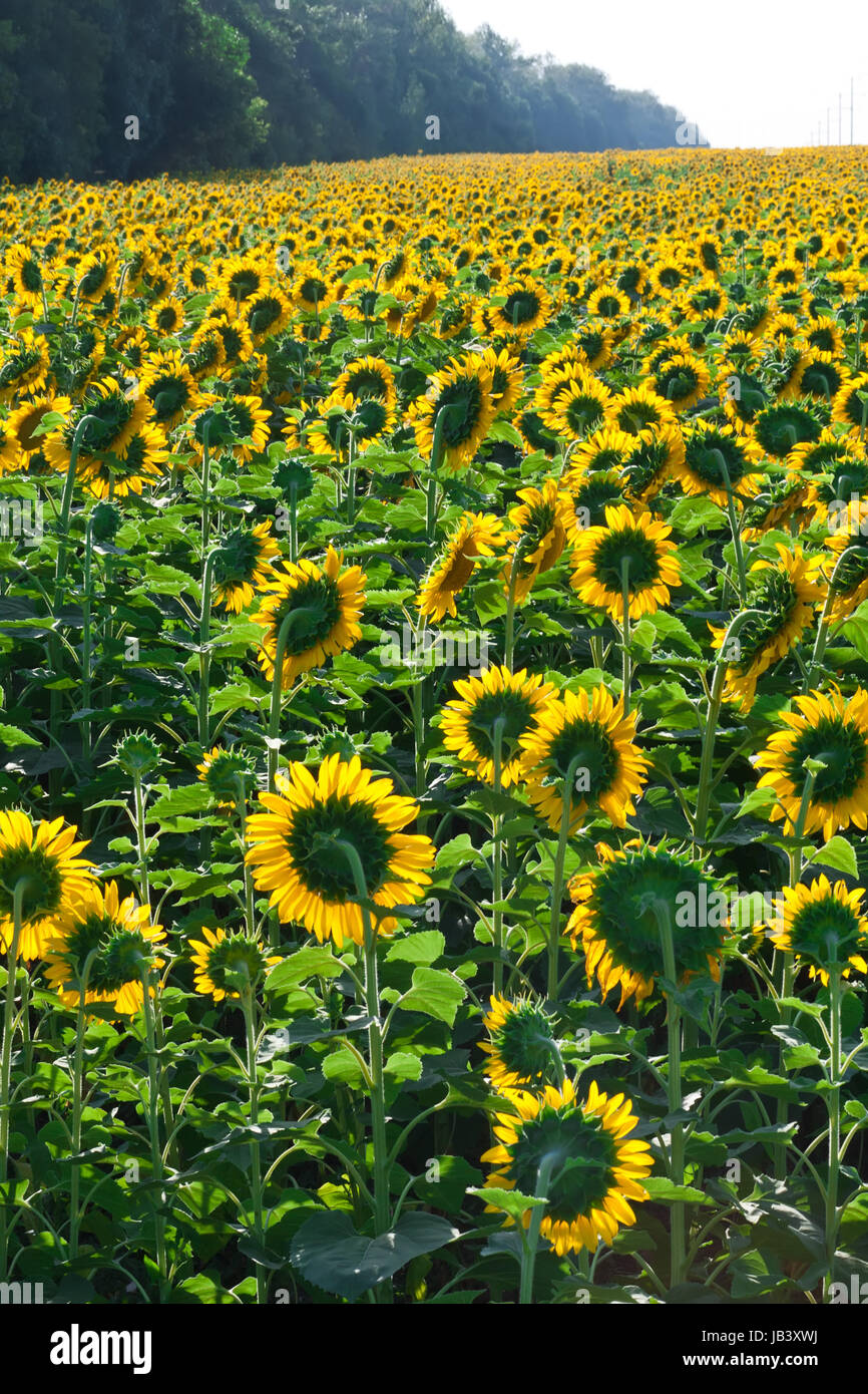 Beautiful blooming field of sunflowers under blue sky Stock Photo - Alamy