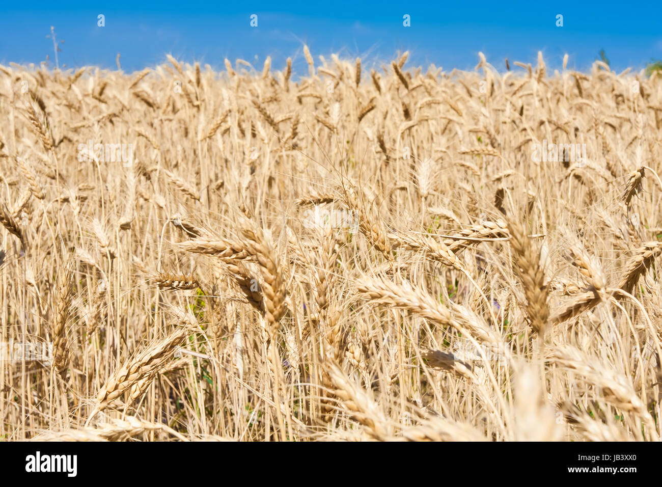 Beautiful golden wheat field under blue sky Stock Photo - Alamy