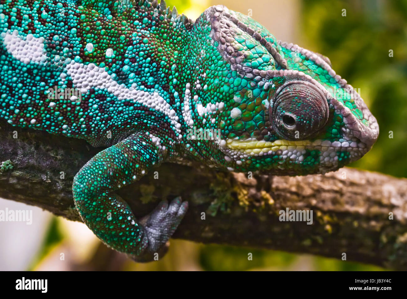 Beautiful close up photo of lizard Panther chameleon Stock Photo - Alamy