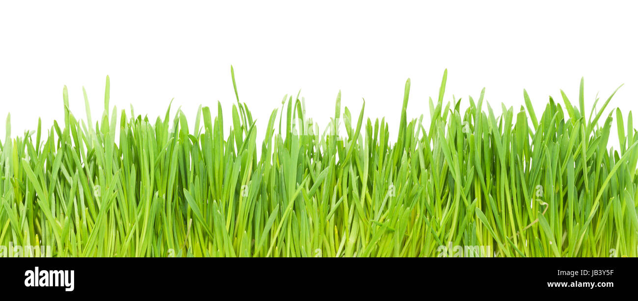 Fresh green grass isolated on white background Stock Photo - Alamy