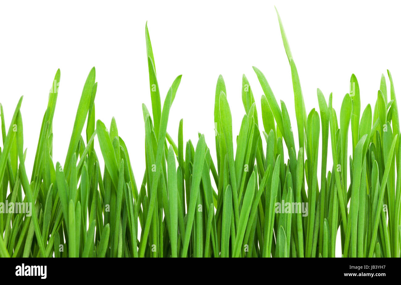 Fresh green grass isolated on white background Stock Photo - Alamy