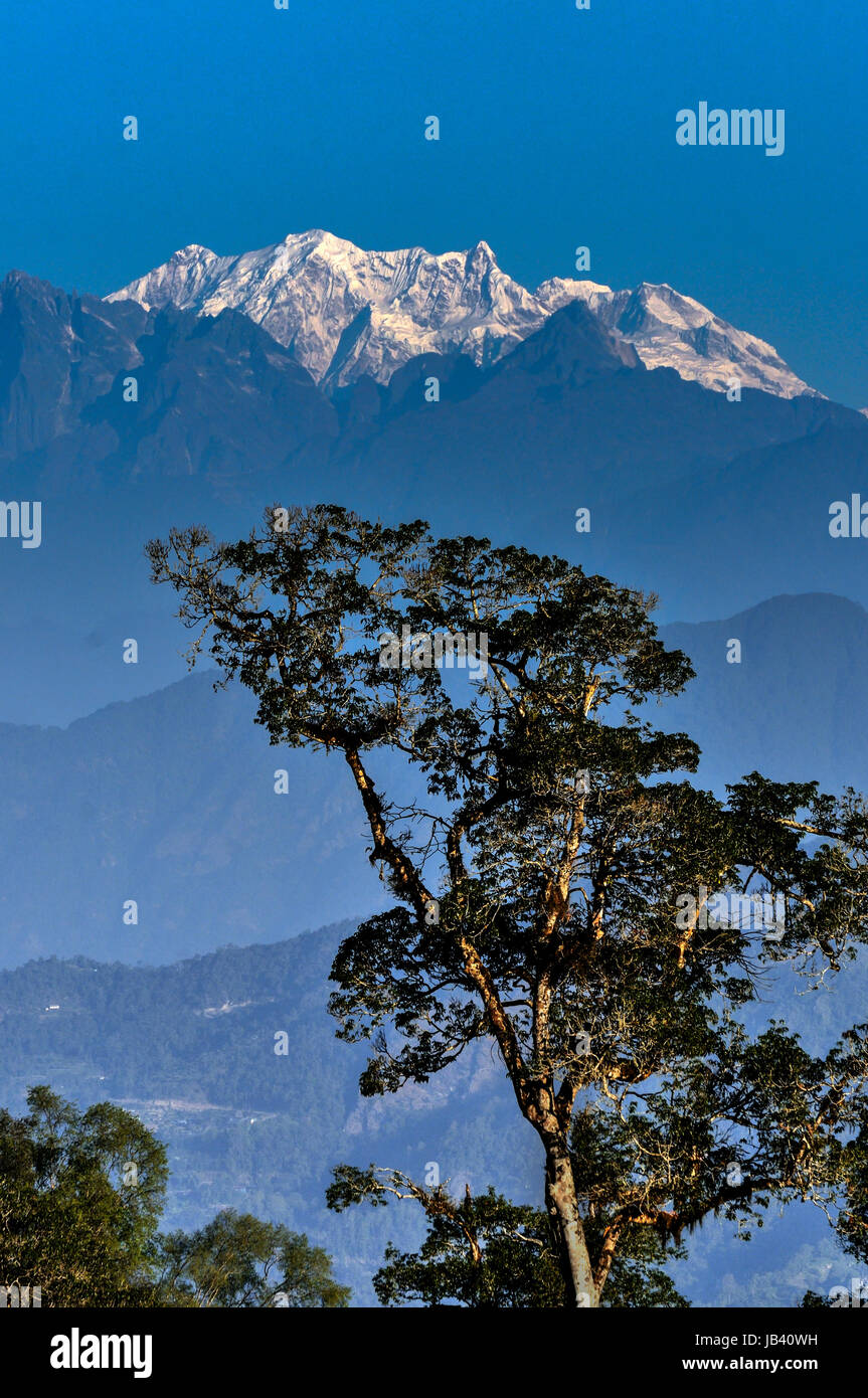 Singalila Ridge of Kanchenjunga mountain range in the morning, big tree in foreground, view from Silerygaon Village, Sikkim Stock Photo