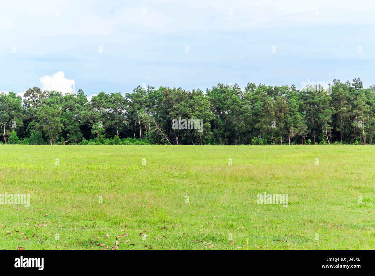 Green grass on meadow and forest background Stock Photo - Alamy