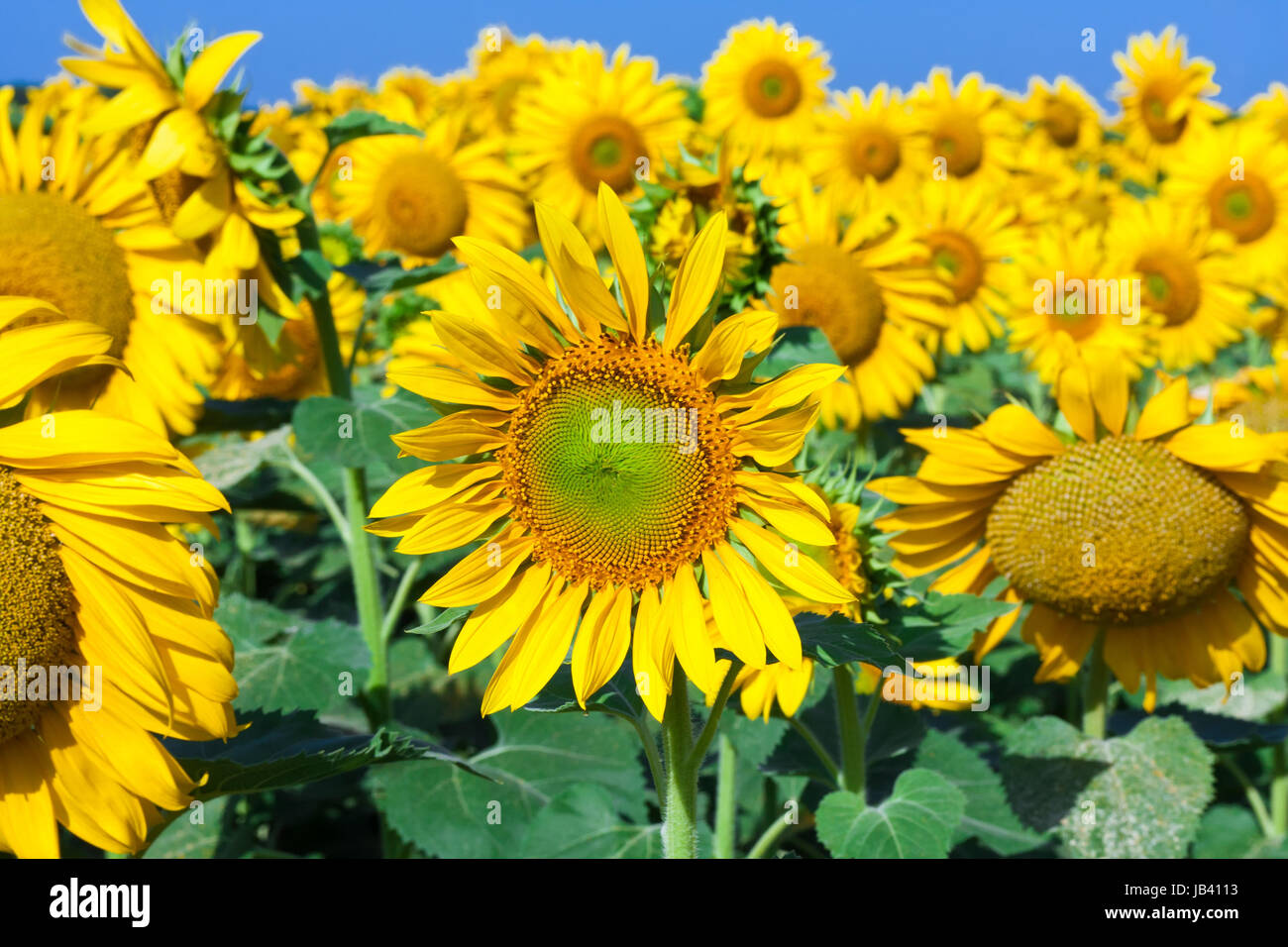 Beautiful blooming field of sunflowers under blue sky Stock Photo - Alamy