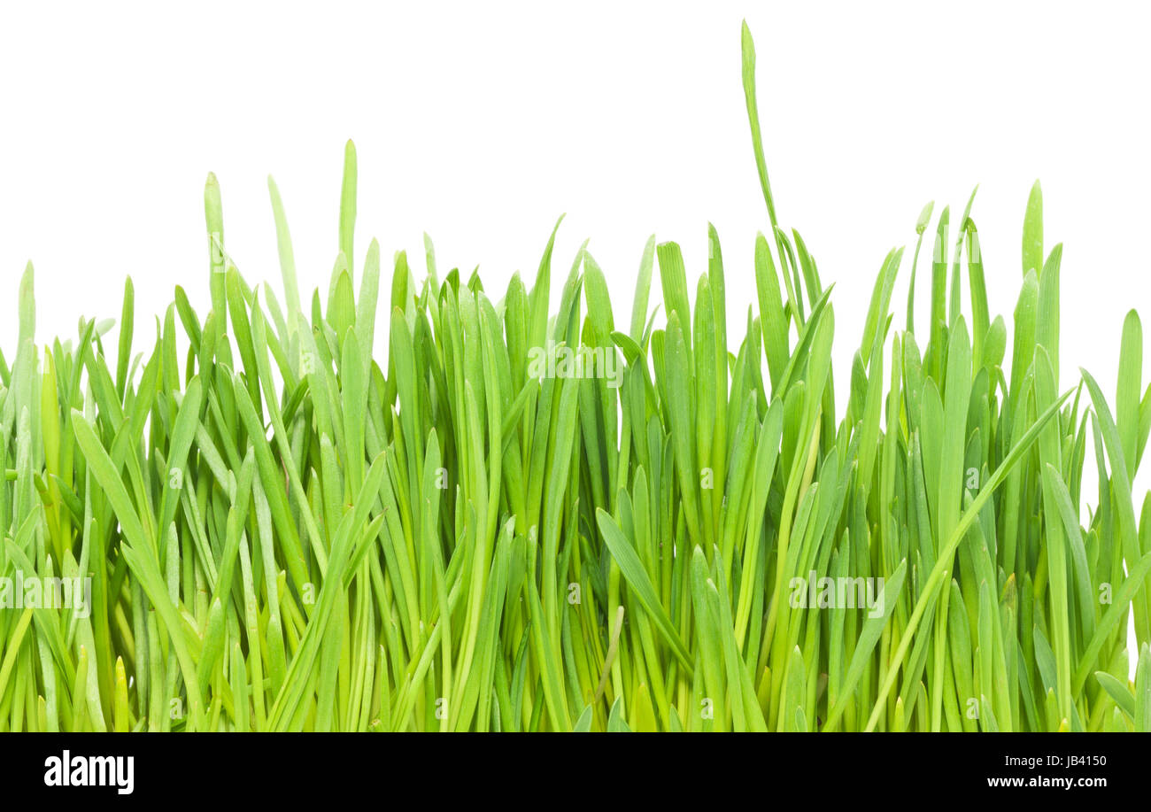 Fresh green grass isolated on white background Stock Photo - Alamy