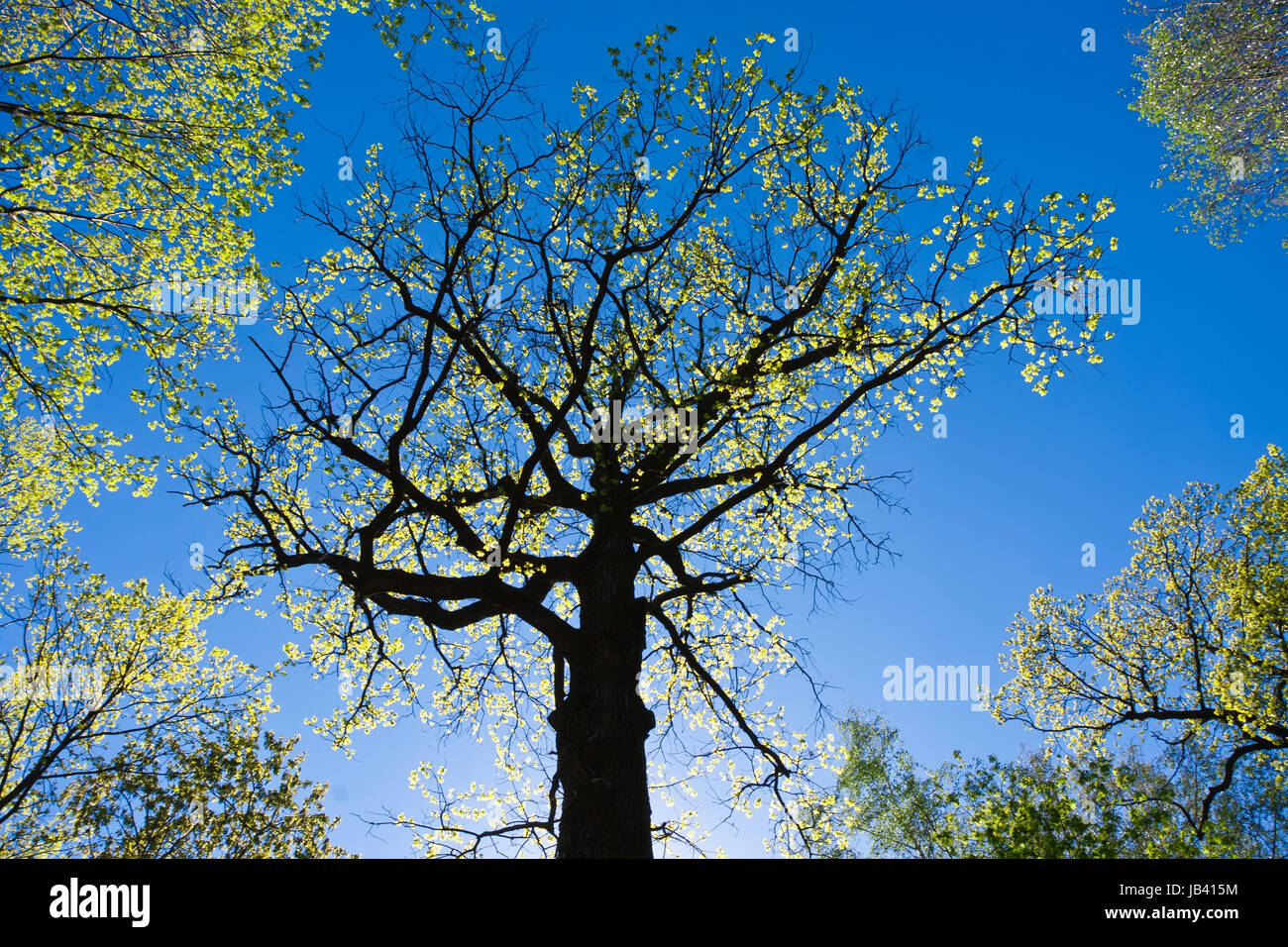 Big green tree under blue sky in spring Stock Photo - Alamy