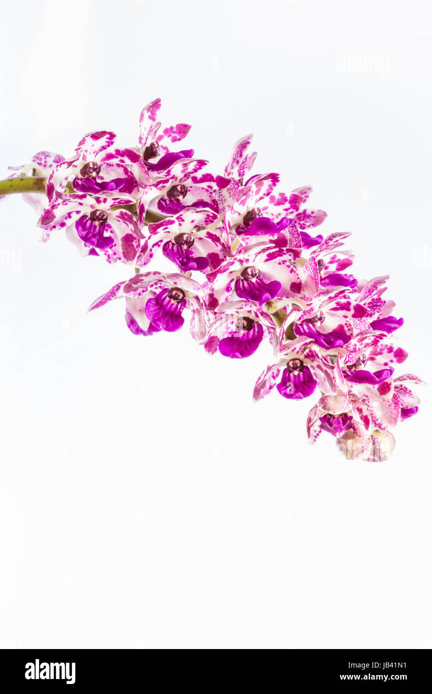 Beautiful pink orchid flowers on white background Stock Photo - Alamy