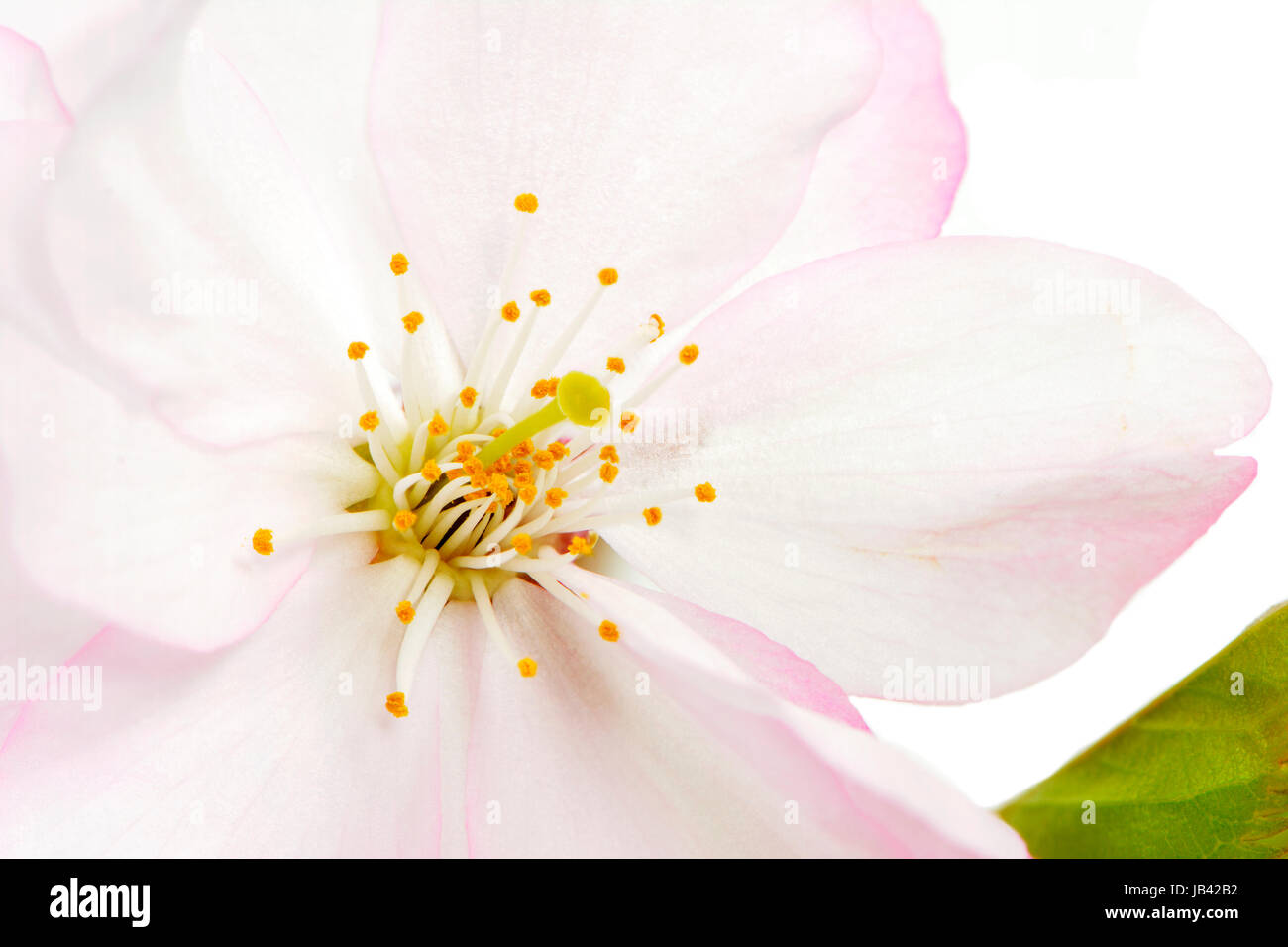 Macro of pink cherry blossoms Stock Photo - Alamy