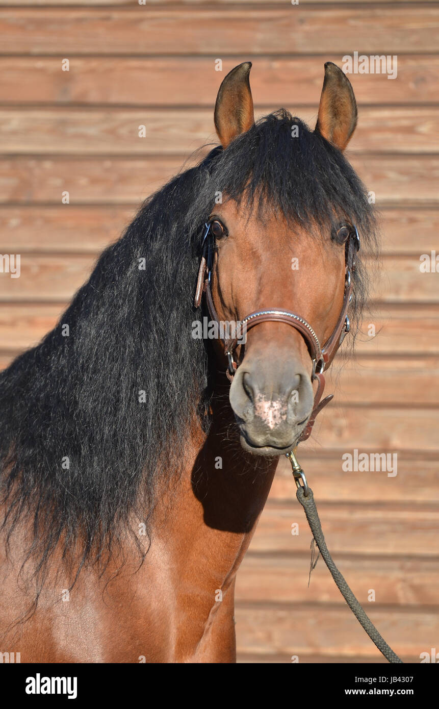 Pura Raza Espanola, Hengst, Brauner, Portrait, Schnippe, Abzeichen, Kopf,  Andalusier, Halfter, Lederhalfter, Blick, Kamera Stock Photo - Alamy