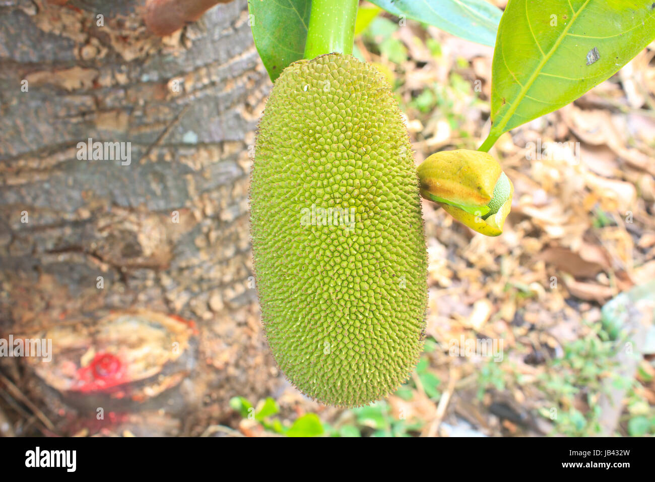 jackfruit (alternately jack tree, jakfruit, or sometimes simply jack or jak; scientific name