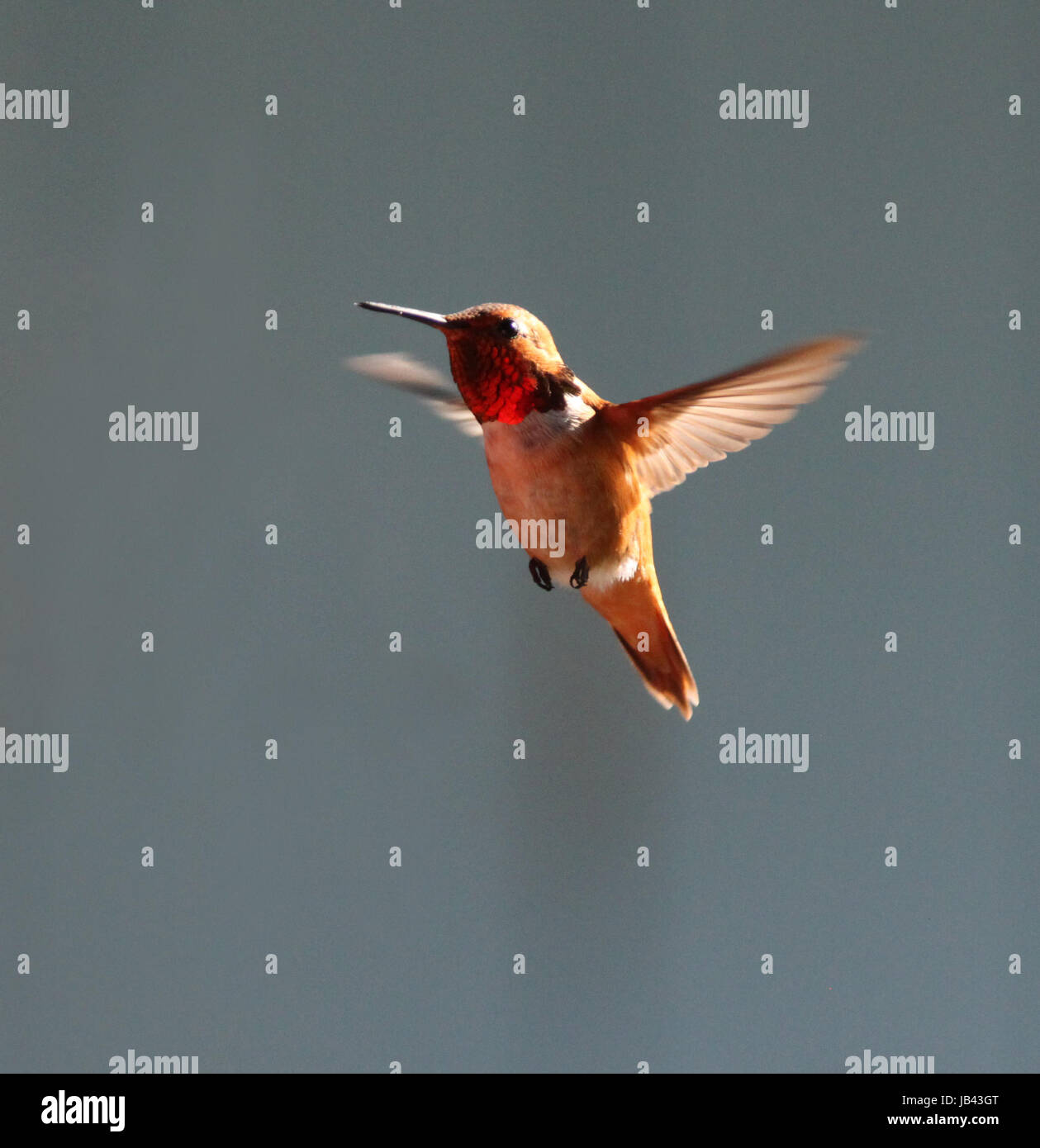 hummingbird (red-backed cinnamon) Stock Photo