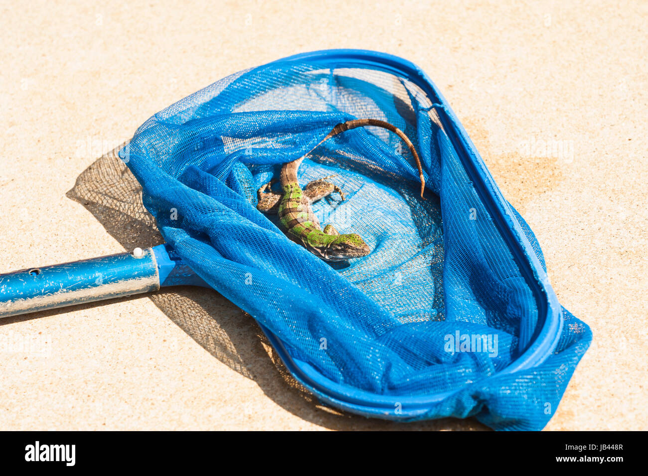 Baby iguana rests in a pool net on the pool deck after being rescued. Stock Photo