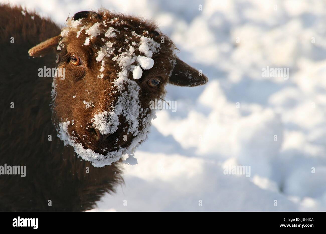 snow sheep Stock Photo