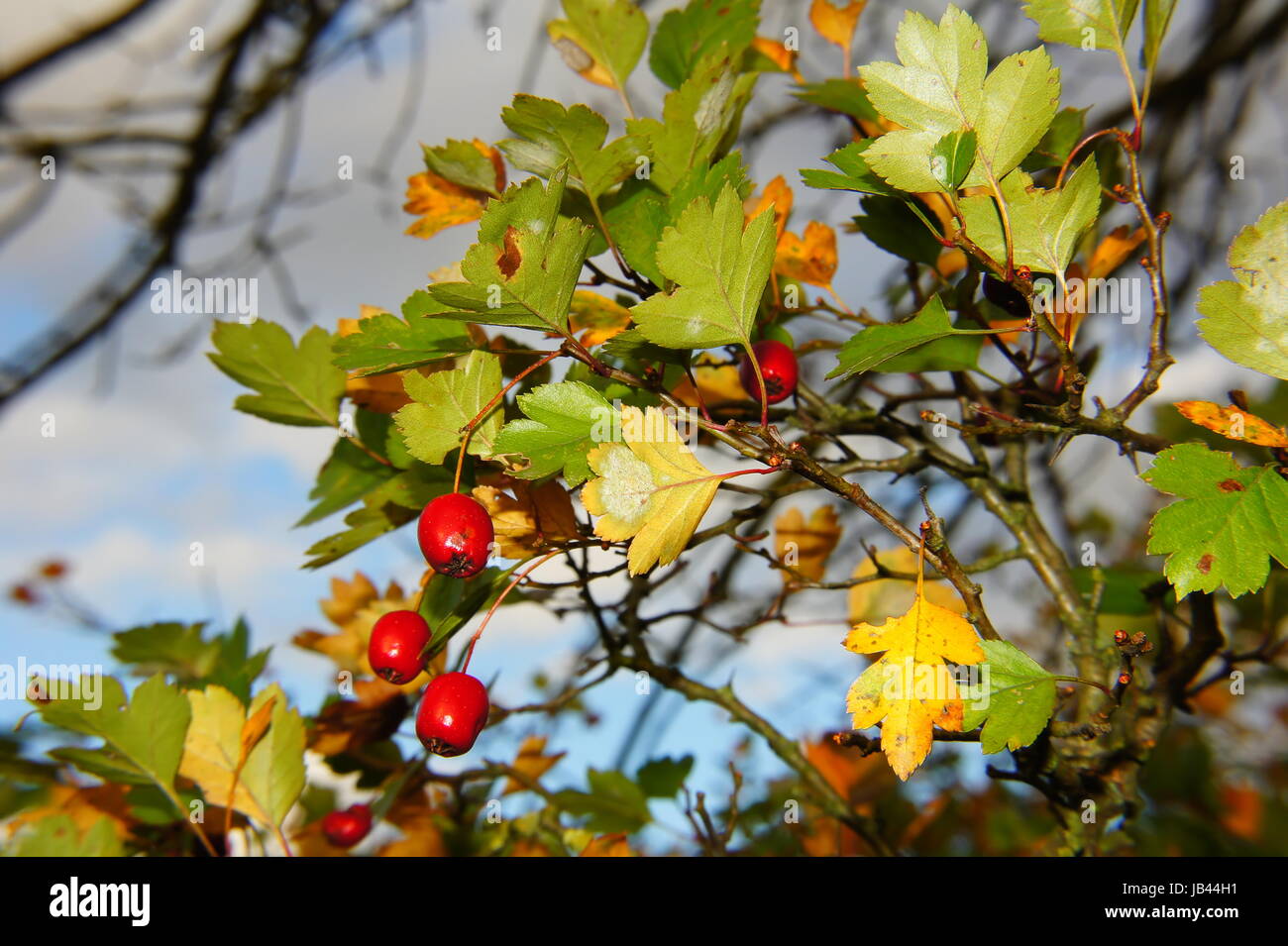 rote Weissdornbeeren mit gelben und grünen Blättern Stock Photo