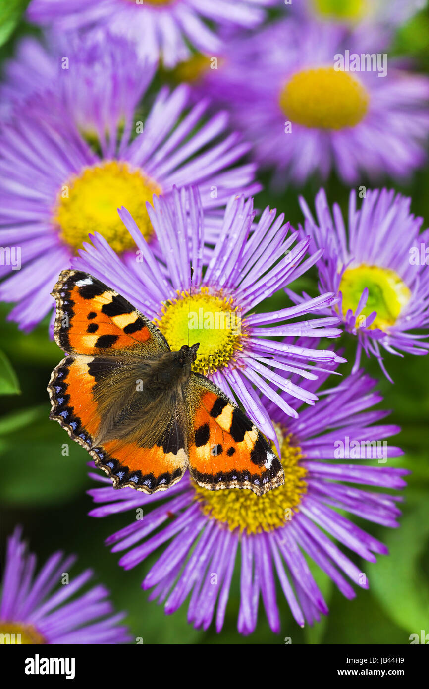 Small tortoisesehell butterfly on China aster flowers in summer Stock Photo