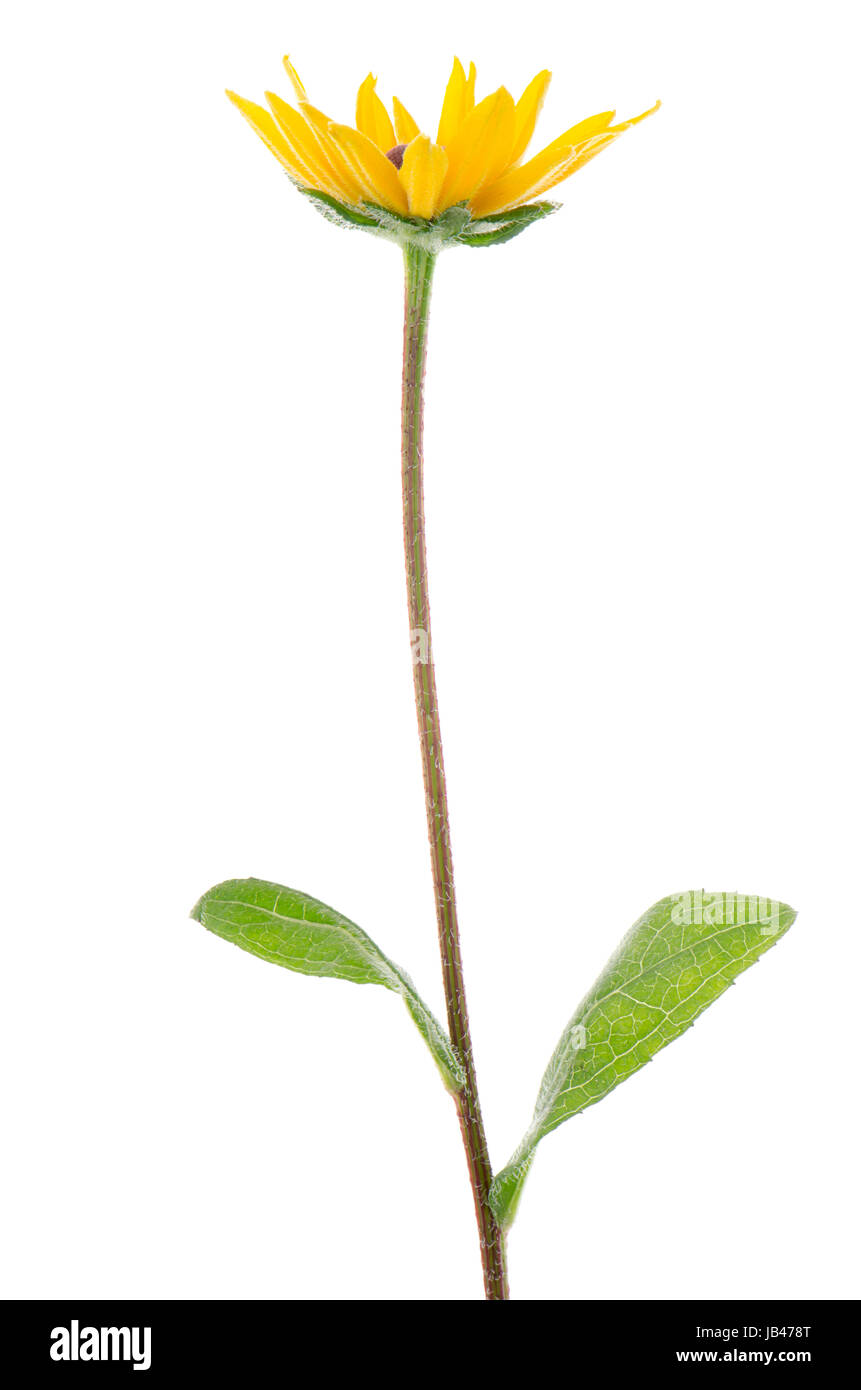 Beautiful sunflower on white background Stock Photo - Alamy