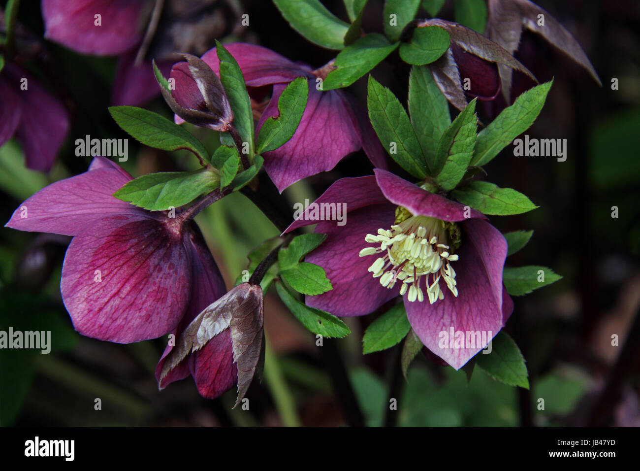 purple rose helleborus orientalis ssp lenz abchasicus Stock Photo