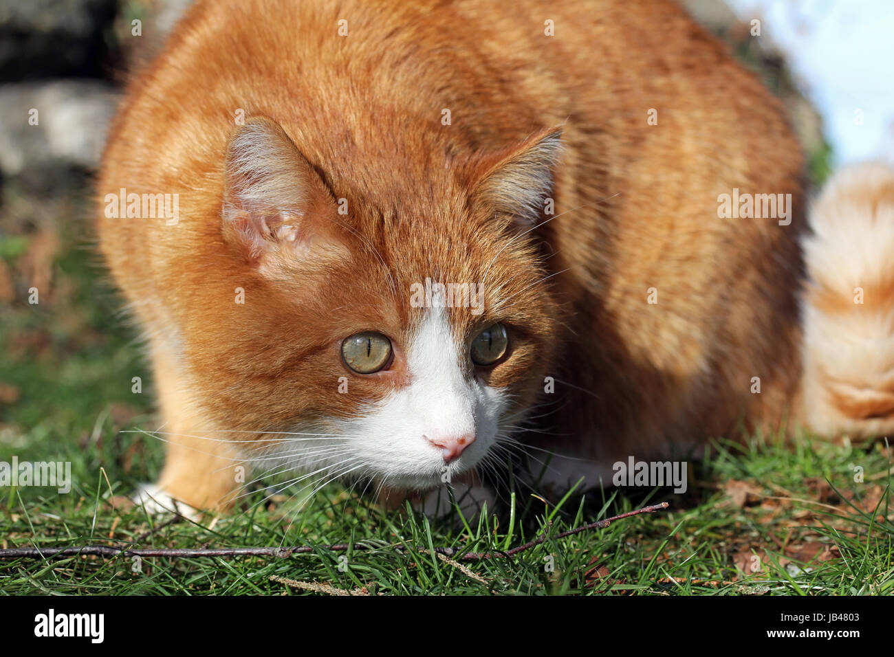cat domestic cat Stock Photo