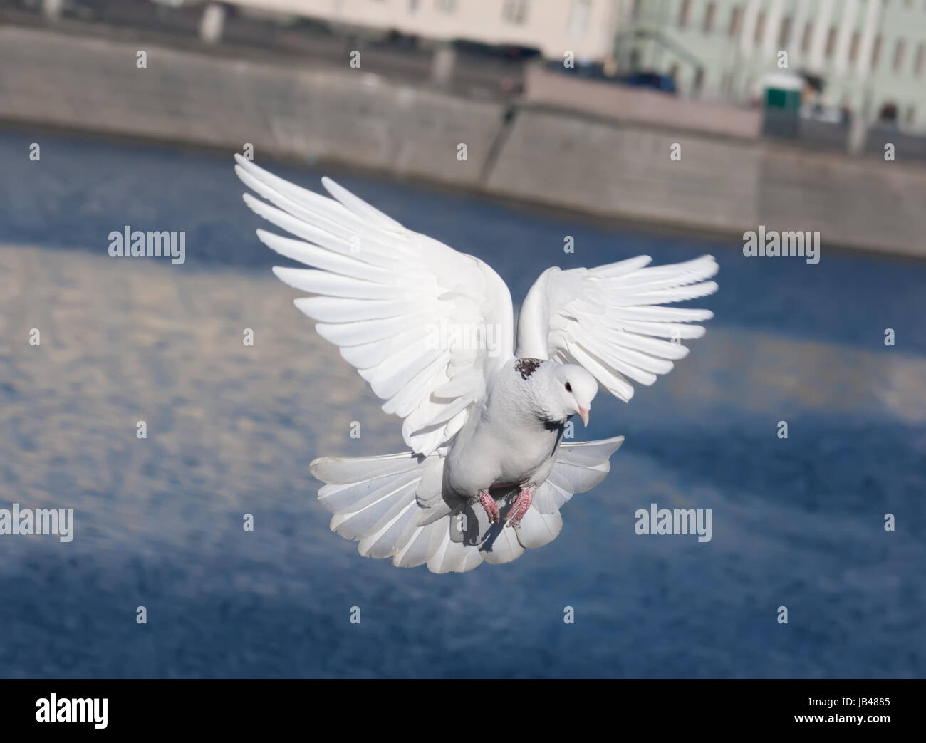 Голубь поджимает лапку. Белый голубь на дороге. Белый голубь на улице. Голубь альбинос. Городские белые голуби.