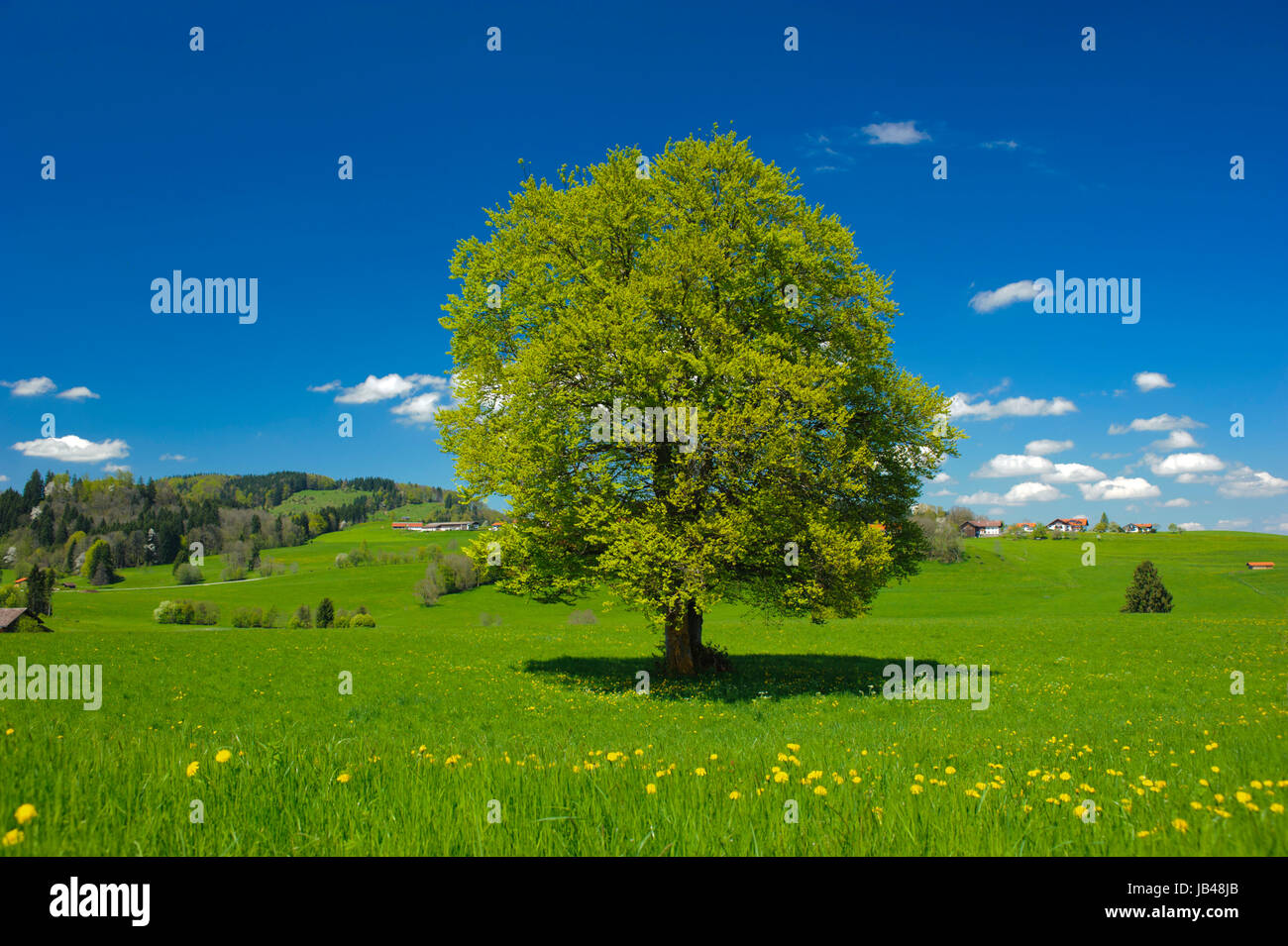 Einzelne Buche im Frühjahr auf einer Wiese im Allgäu Stock Photo