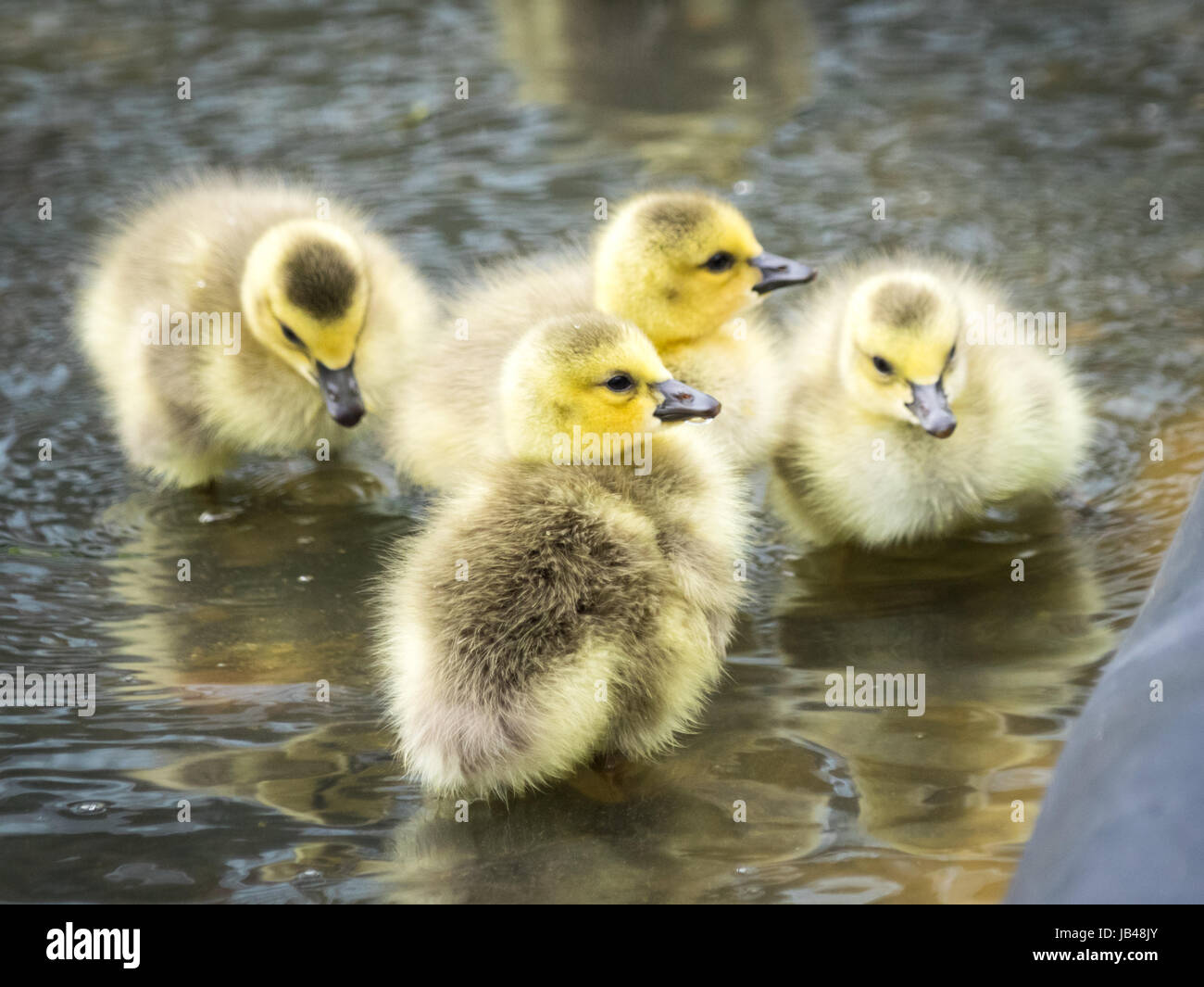 Newborn, day-old, Canada goose goslings wading in shallow water at Century Park in Edmonton, Alberta, Canada. Stock Photo