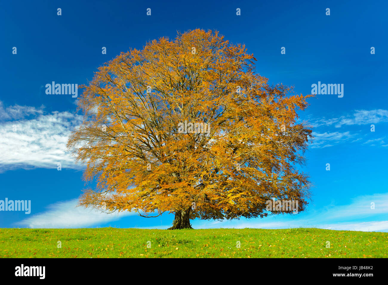 Buche im Herbst in Bayern als Einzelbaum Stock Photo