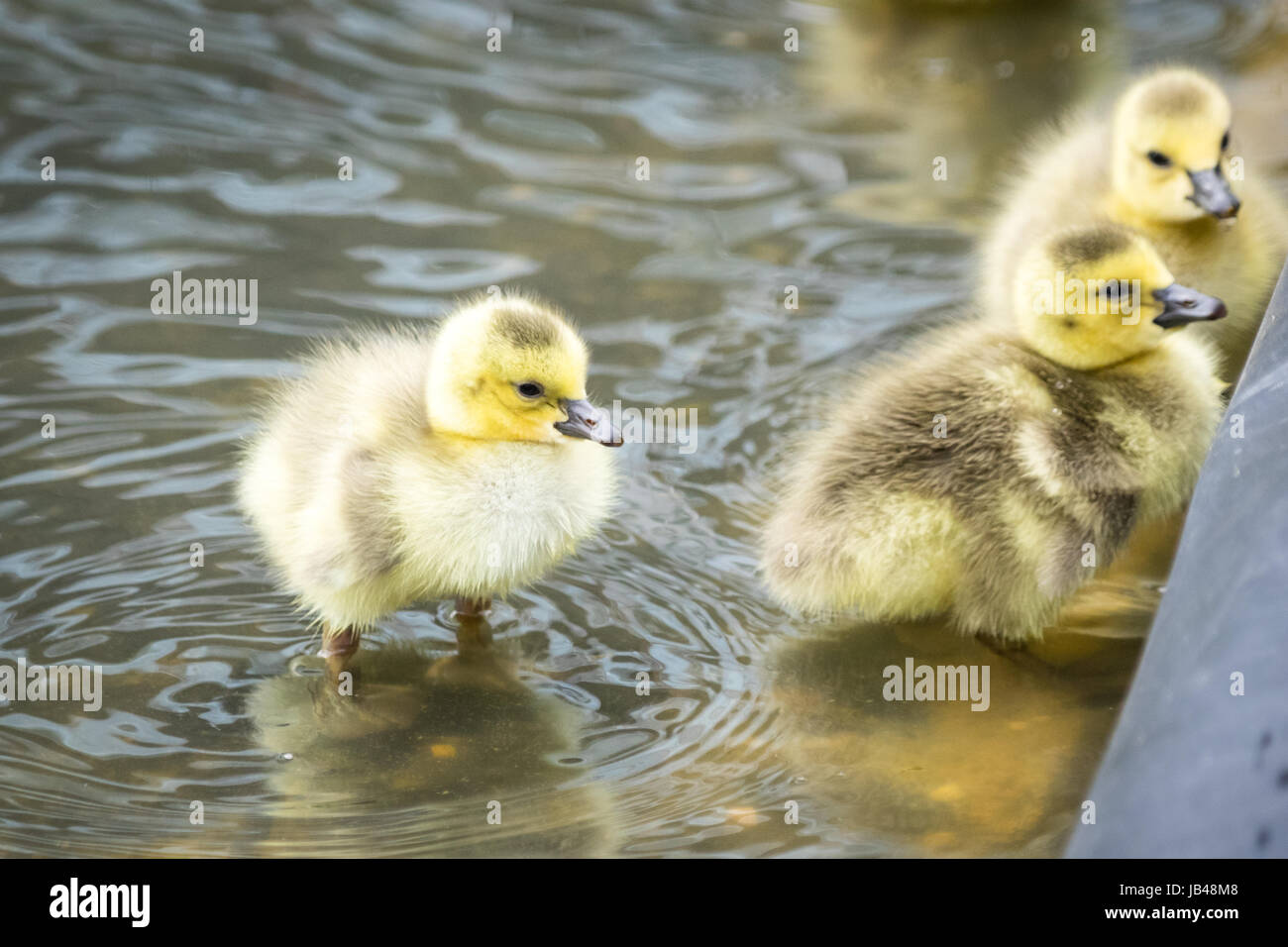 Day old geese hi-res stock photography and images - Alamy