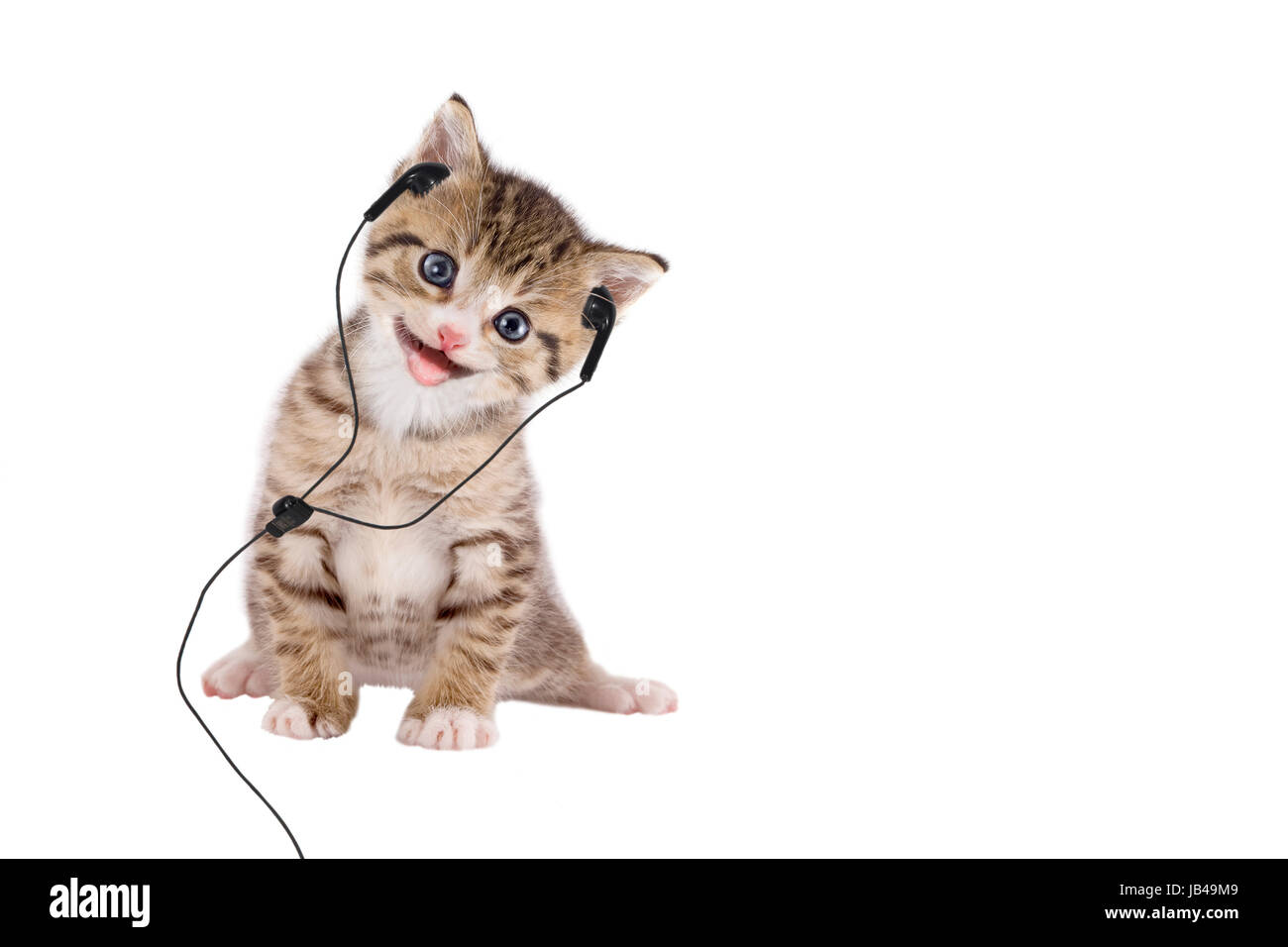 Junge Katze hört Musik über Kopfhörer / Headset auf weißem Hintergrund Stock Photo