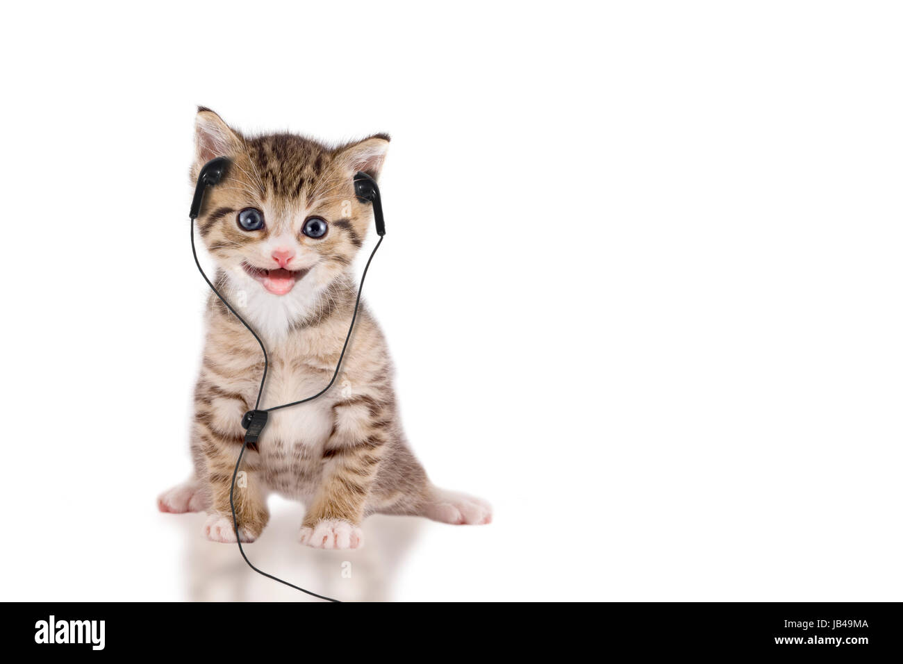 Junge Katze hört Musik über Kopfhörer / Headset auf weißem Hintergrund Stock Photo