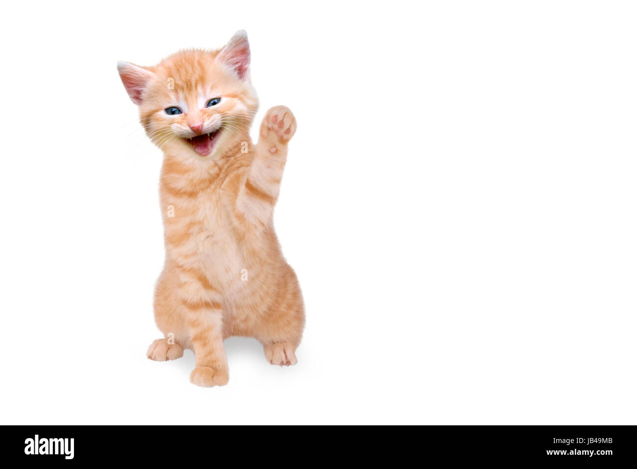 Katze/Kätzchen lachend und winkend Stock Photo