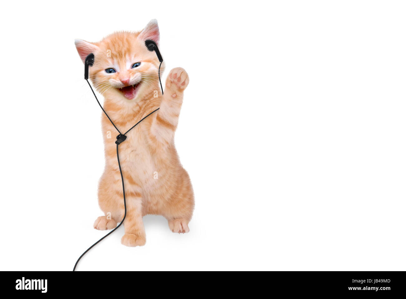 Junge Katze hört Musik über Kopfhörer / Headset auf weißem Hintergrund Stock Photo