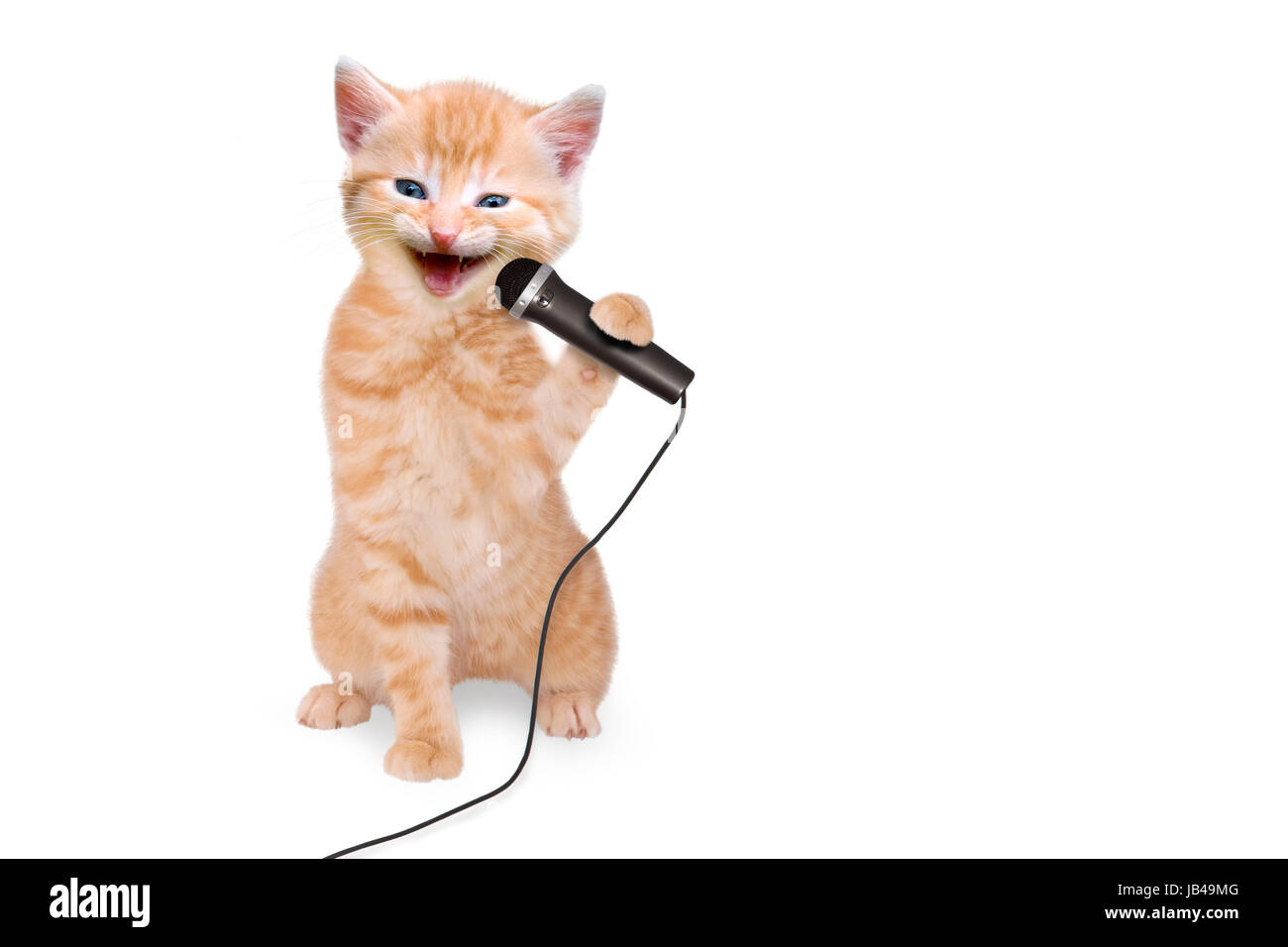 Katze Kätzchen singt in Mikrofon Stock Photo