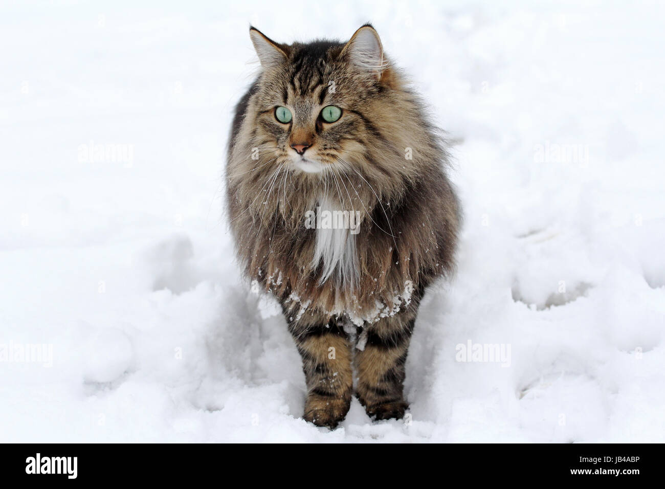 a pretty norwegian forest cat in the snow Stock Photo