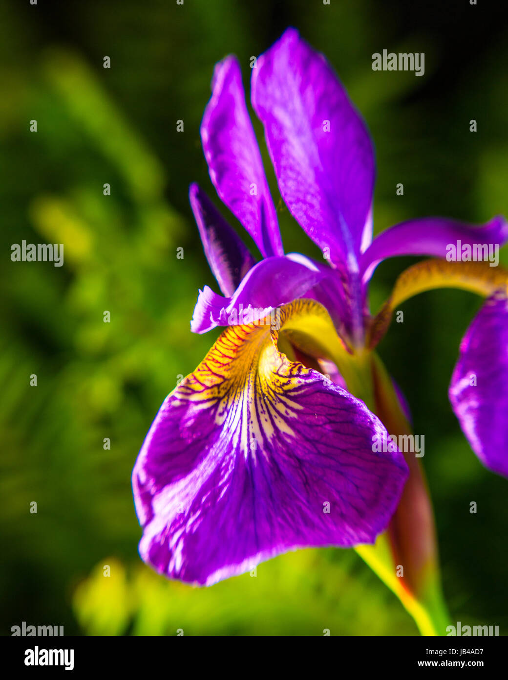Purple Iris close-up Stock Photo