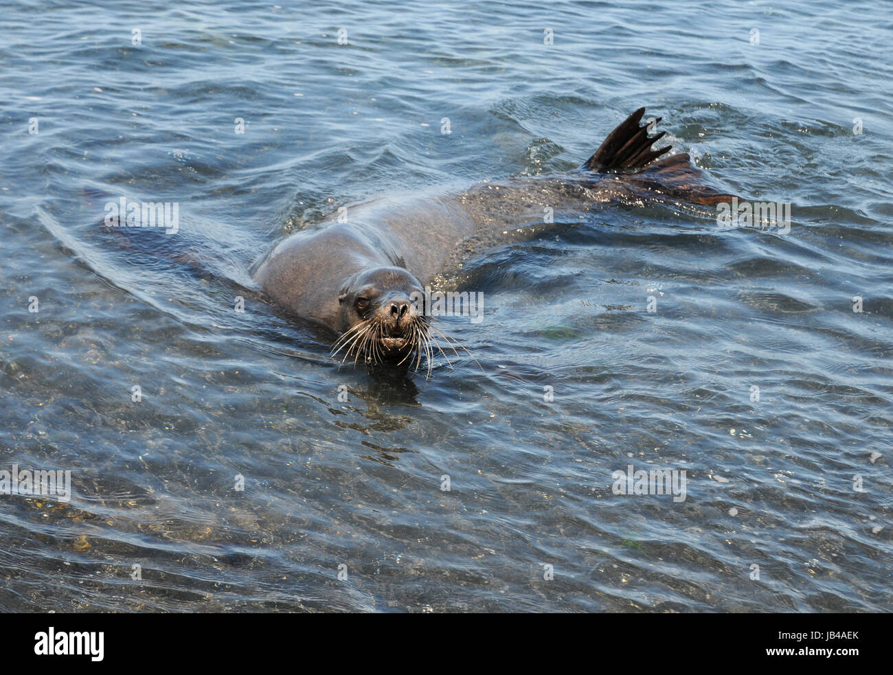 dive seal Stock Photo