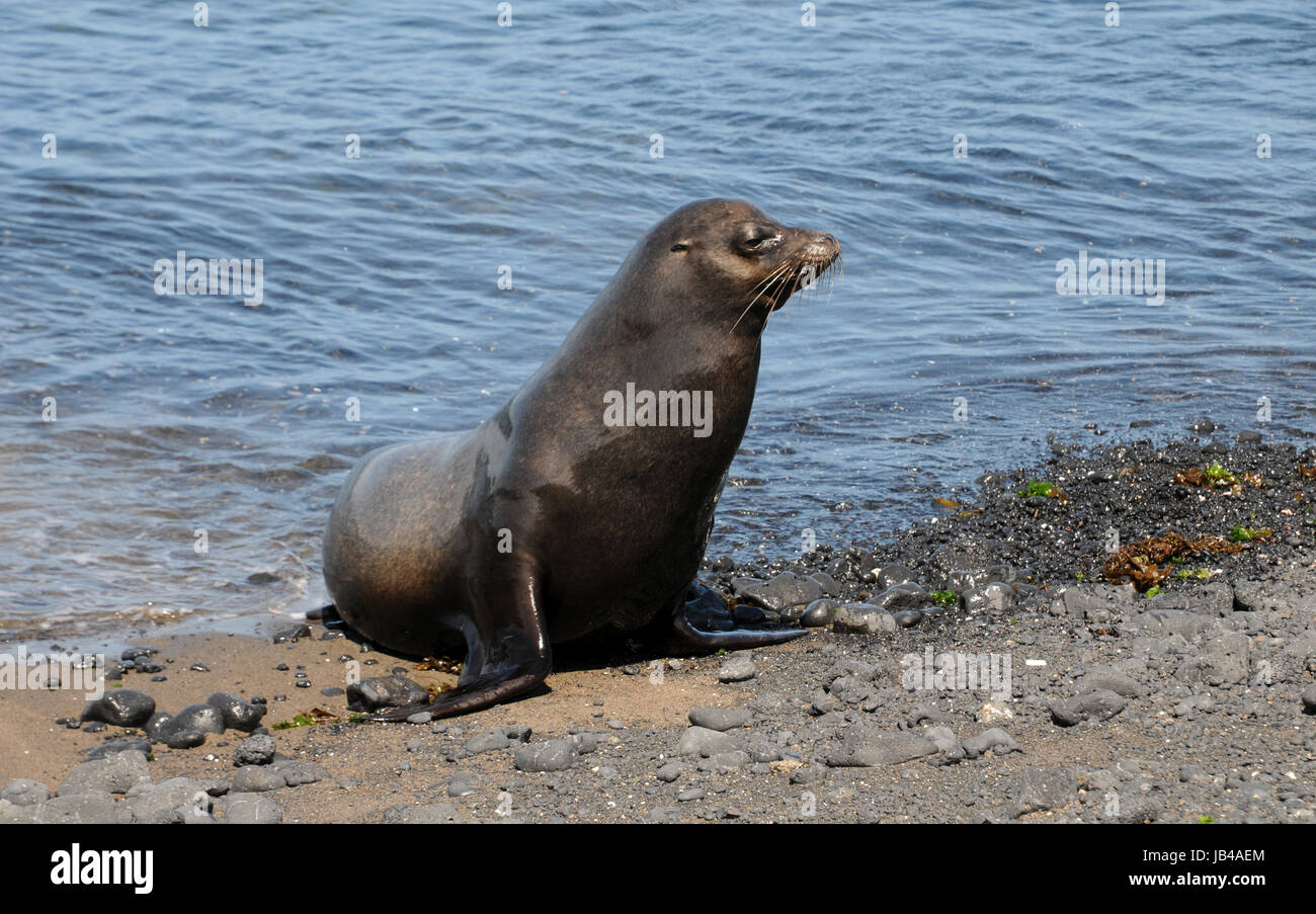 galapagos sea lion Stock Photo