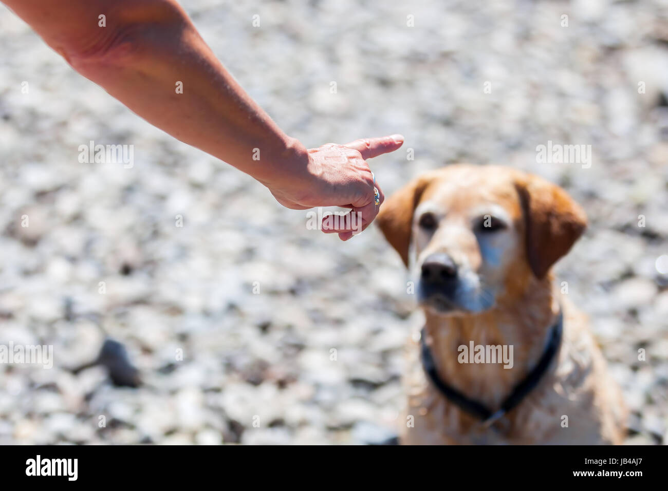 female hand gives command to a labrador retriever Stock Photo Alamy
