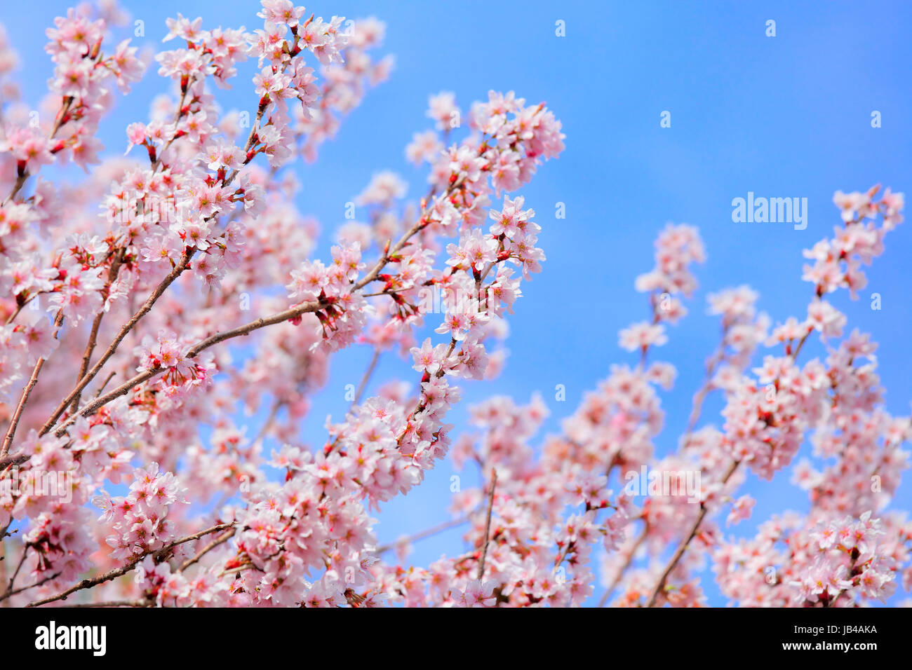 Sakura with clear blue sky Stock Photo - Alamy