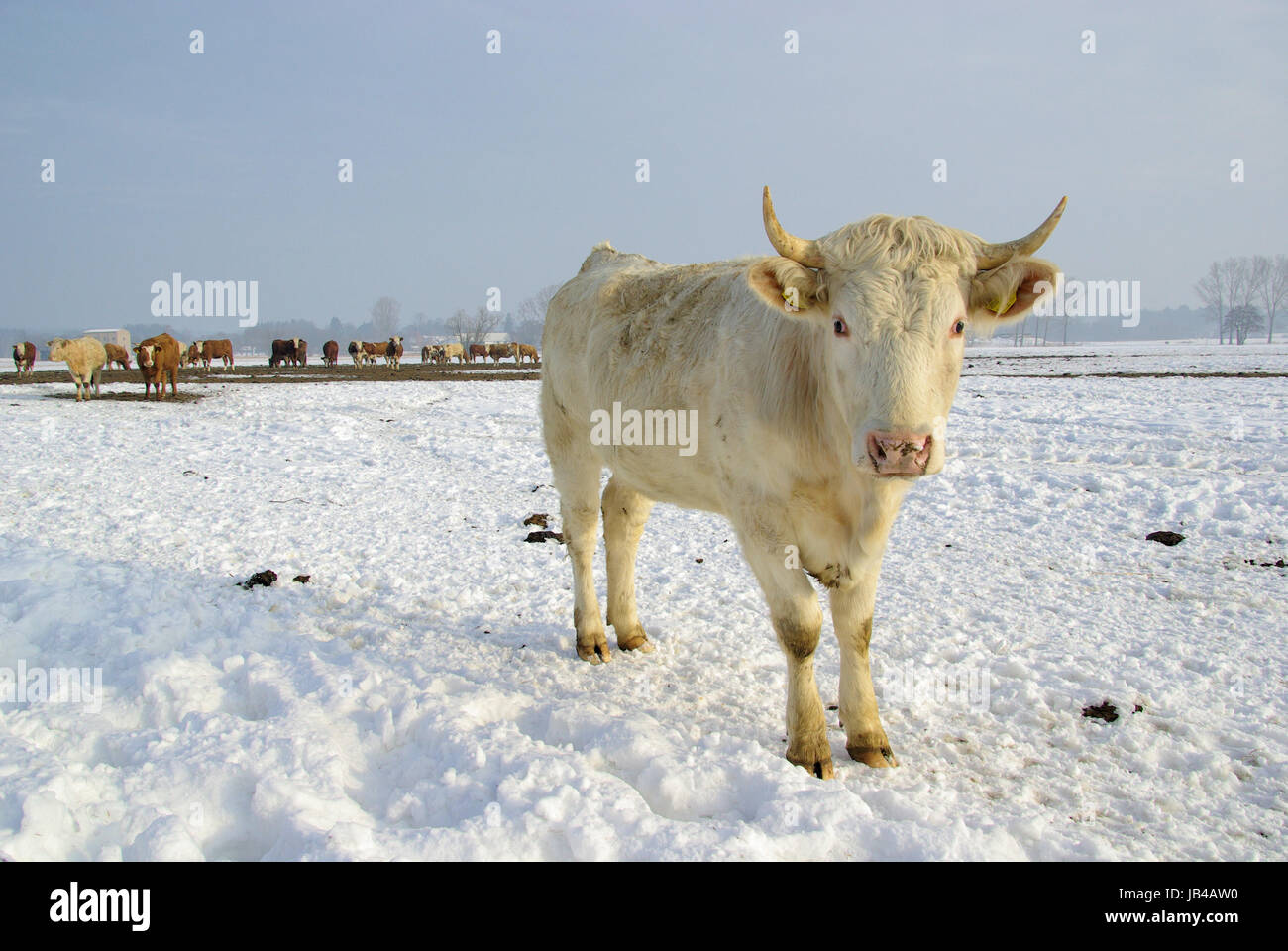 Коровы Зимой Фото