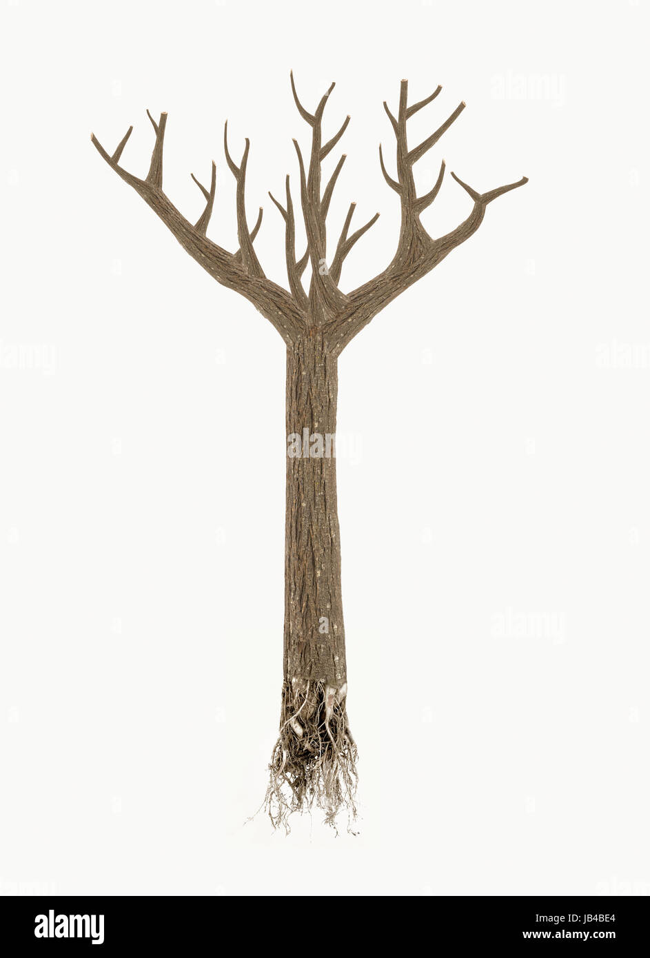 high quality dead tree with roots isolated on white Stock Photo - Alamy