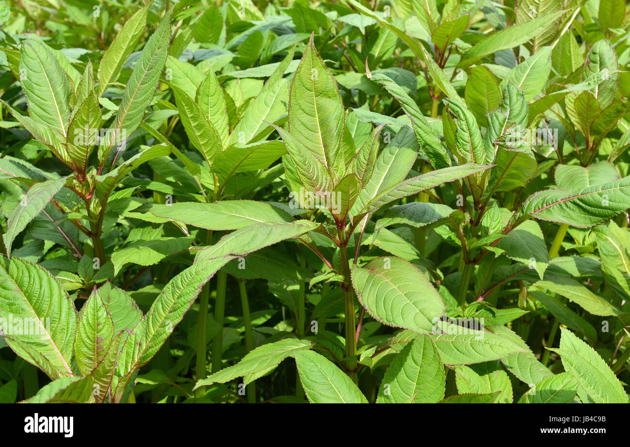 Impatiens glandulifera before the flowering in Leidschendam, The Netherlands. Stock Photo