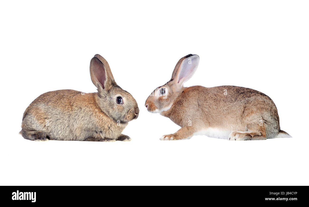 Couple of rabbits faced isolated on a white background Stock Photo - Alamy