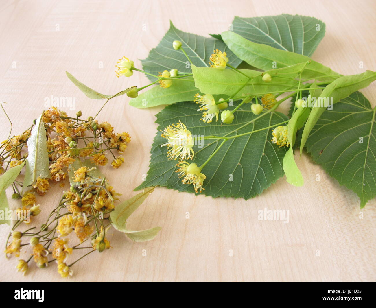 linde branches with flowers and dried linden flowers Stock Photo