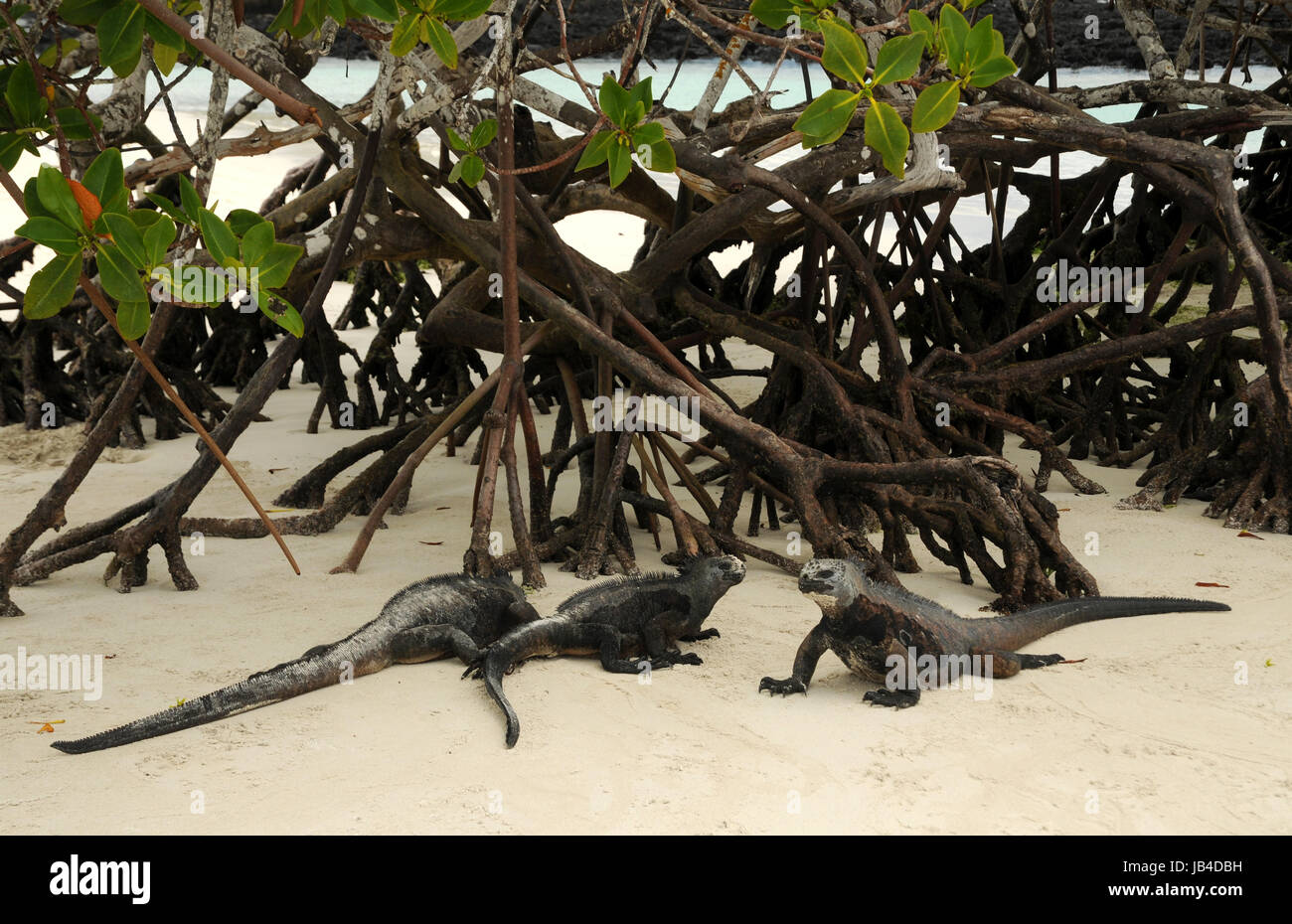marine iguanas and mangroves Stock Photo