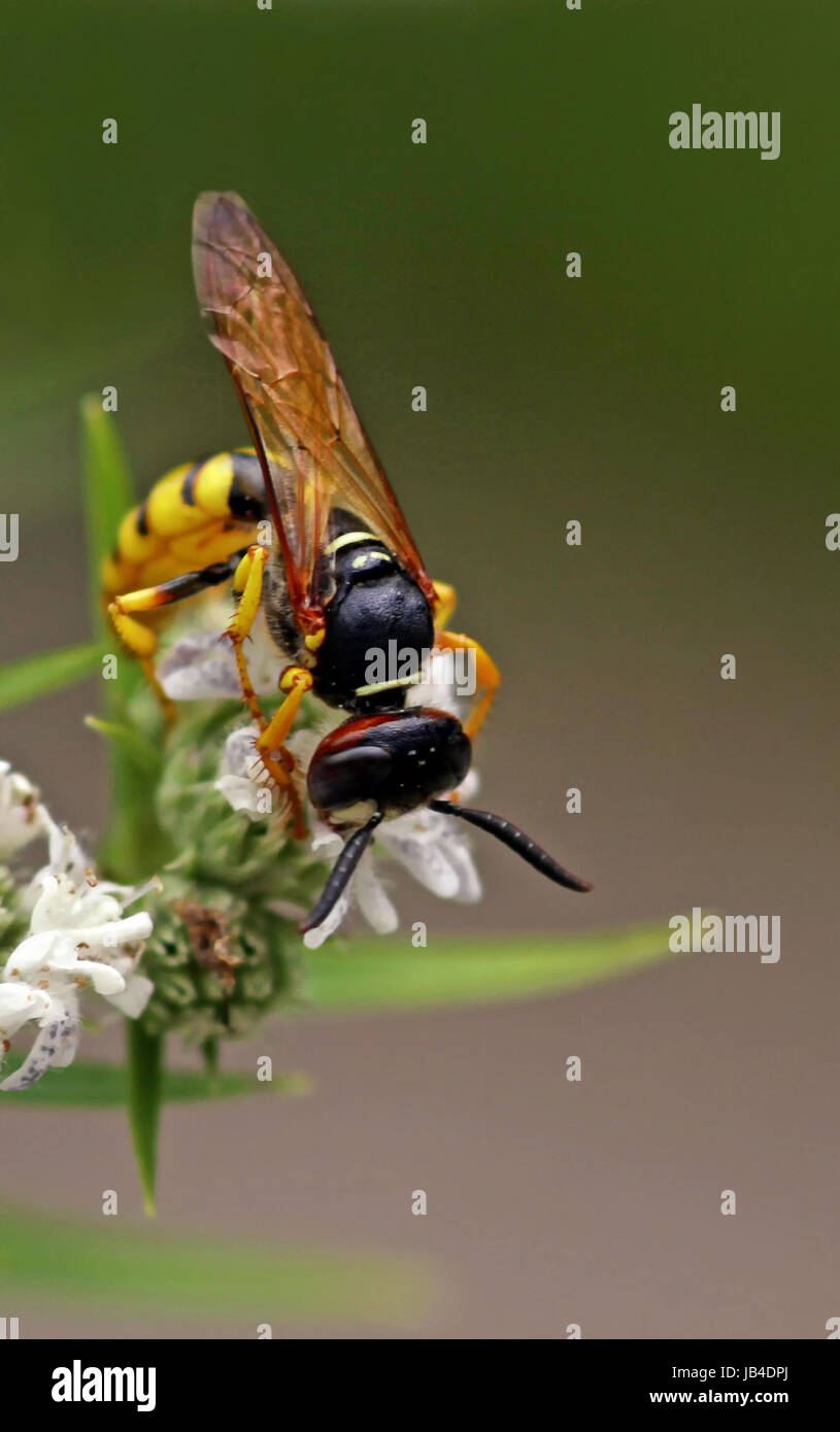 animal world antenna Stock Photo Alamy