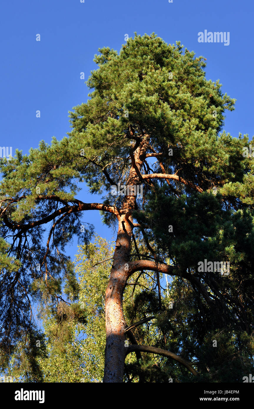 Lufer Tree conifer - larch Stock Photo - Alamy