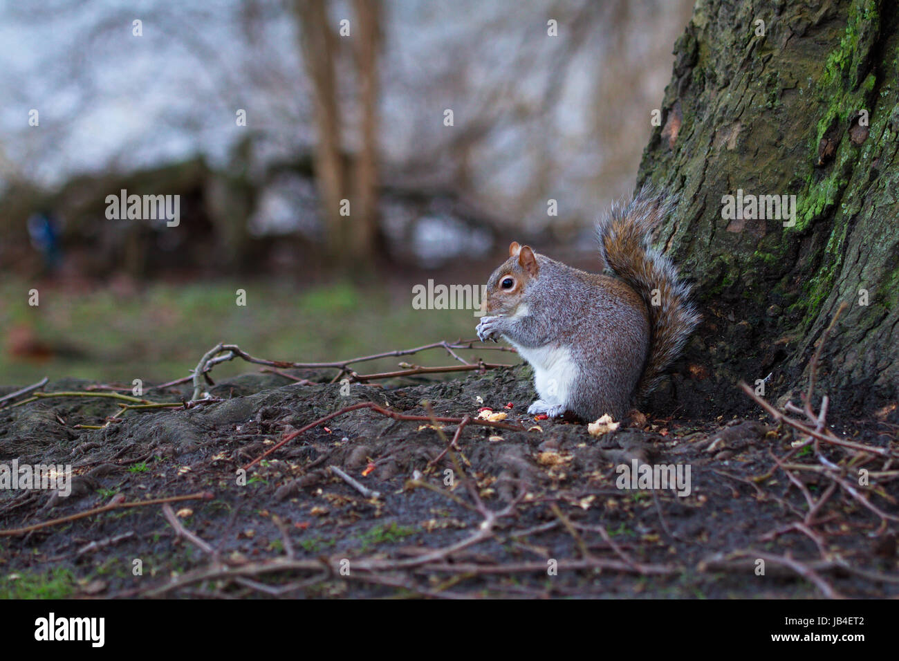 squirrel Stock Photo