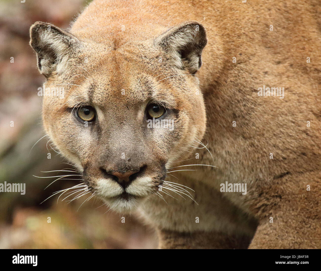 A large male Puma (also called Mountain Lion or Cougar) peering in ...